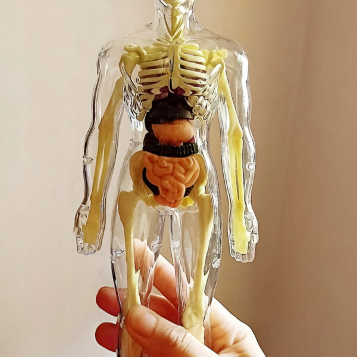 3D HUMAN MODEL EDUCATIONAL ANATOMICAL BODY BONE ORGANS FLESHTOPIA Brand no brand