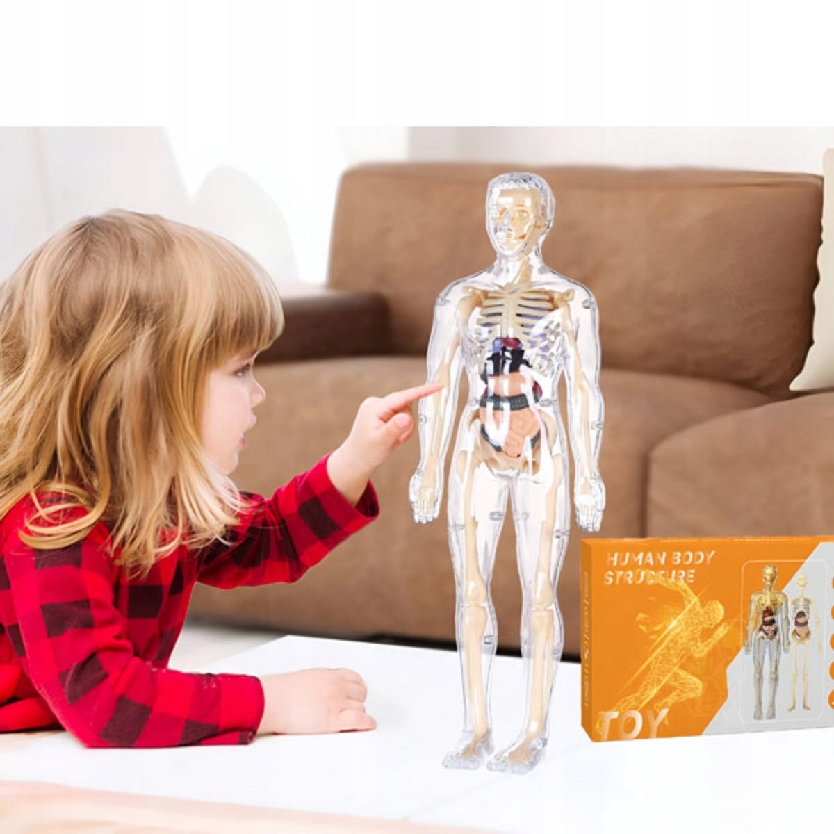 3D HUMAN MODEL EDUCATIONAL ANATOMICAL BODY BONE ORGANS FLESHTOPIA Manufacturer code 3831127559945