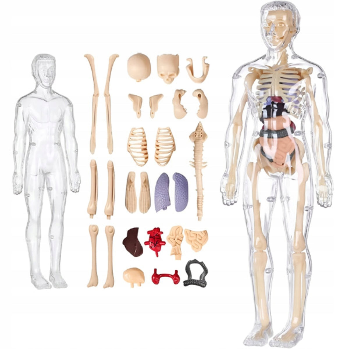 3D HUMAN MODEL EDUCATIONAL ANATOMICAL BODY BONE ORGANS FLESHTOPIA