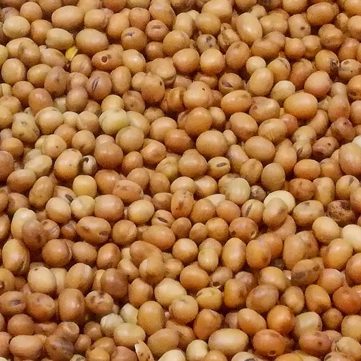 4,5kg Bobik sweet grain bait fishing bait carp