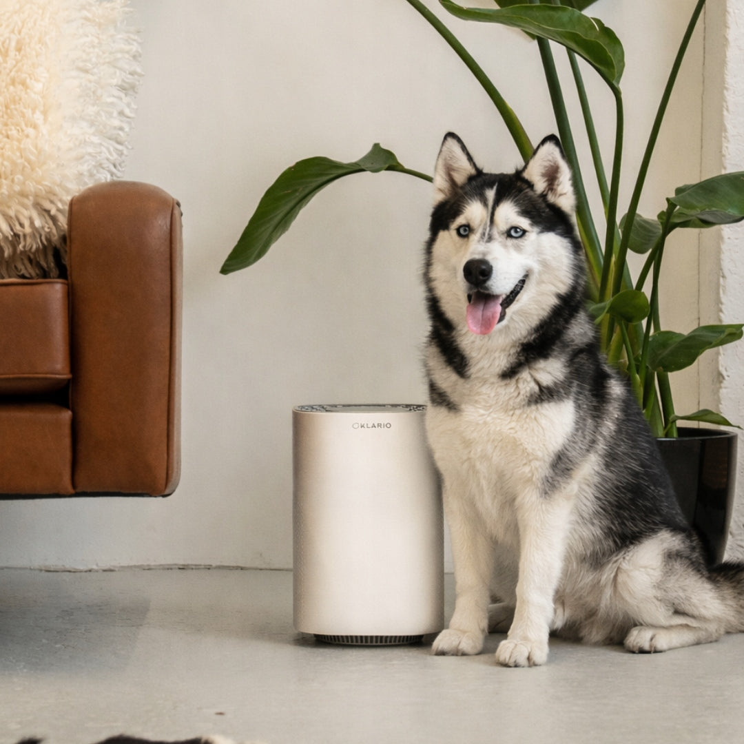 AIR PURIFIER KLARIO WITH FILTER HEPA TIMER 20M2 QUIET FOR ALLERGY SUFFERERS Maximum efficiency 80 m³/h