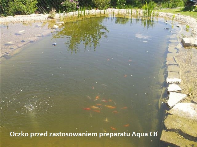 AQUA CB BACTERIA FOR THE POND Purpose water purification water clarification against algae sediment reduction