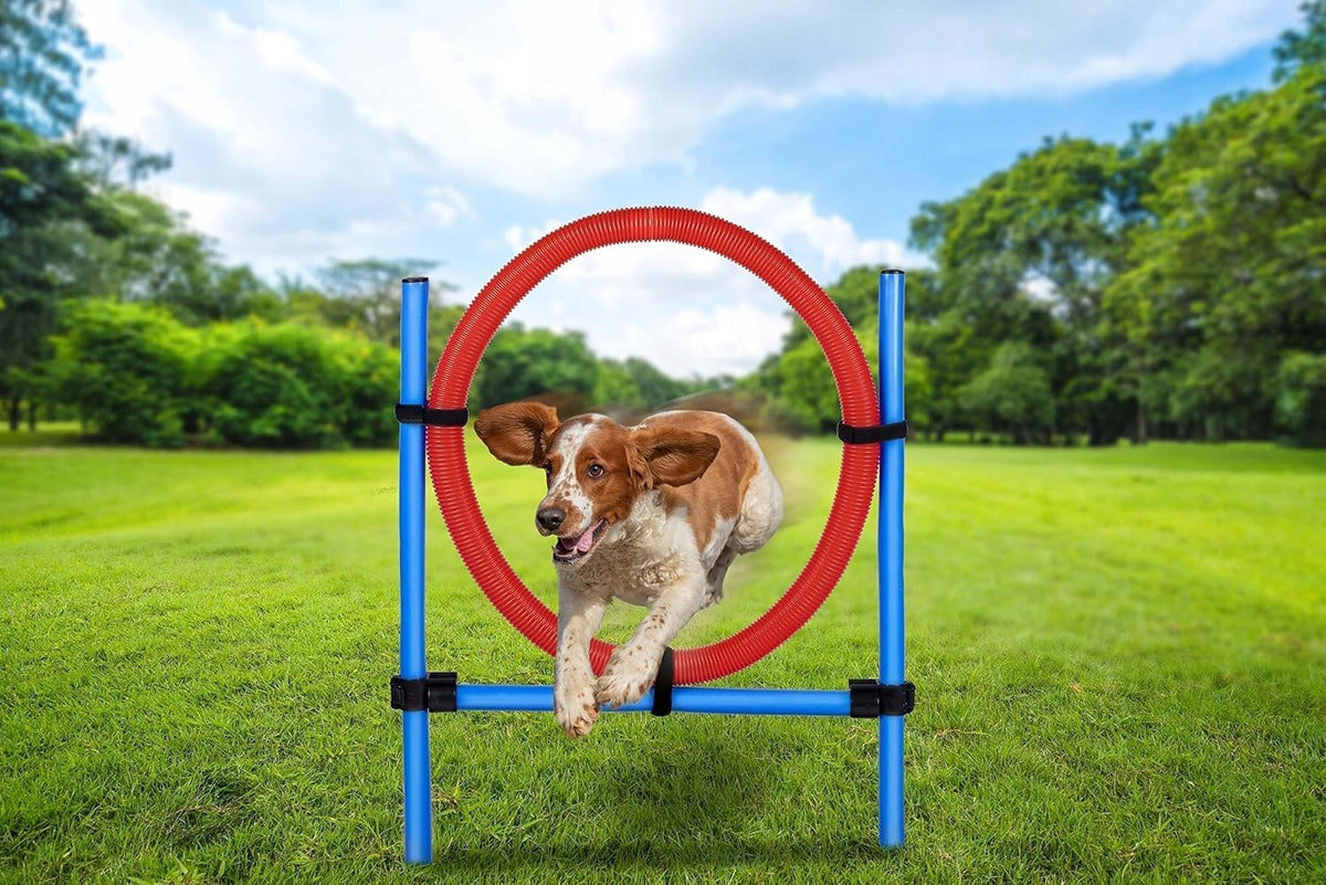 Agility ring for dogs obstacles to train dogs JUMPING TRAINING
