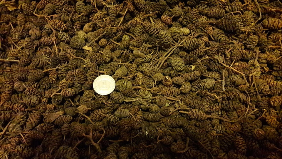 Alder cones anti-algae pond mesh for 20 thousand liters EAN (GTIN) 5905567518027