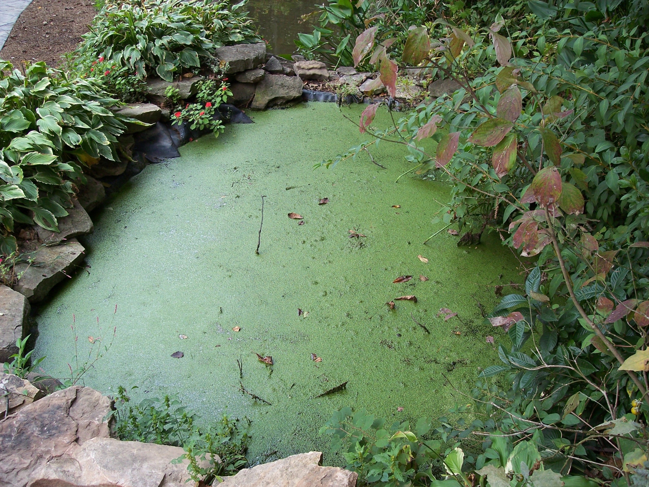 Algae preparation, green water SOLL AlgoSol 2,5l, 50.000l water, effective Manufacturer code 11333