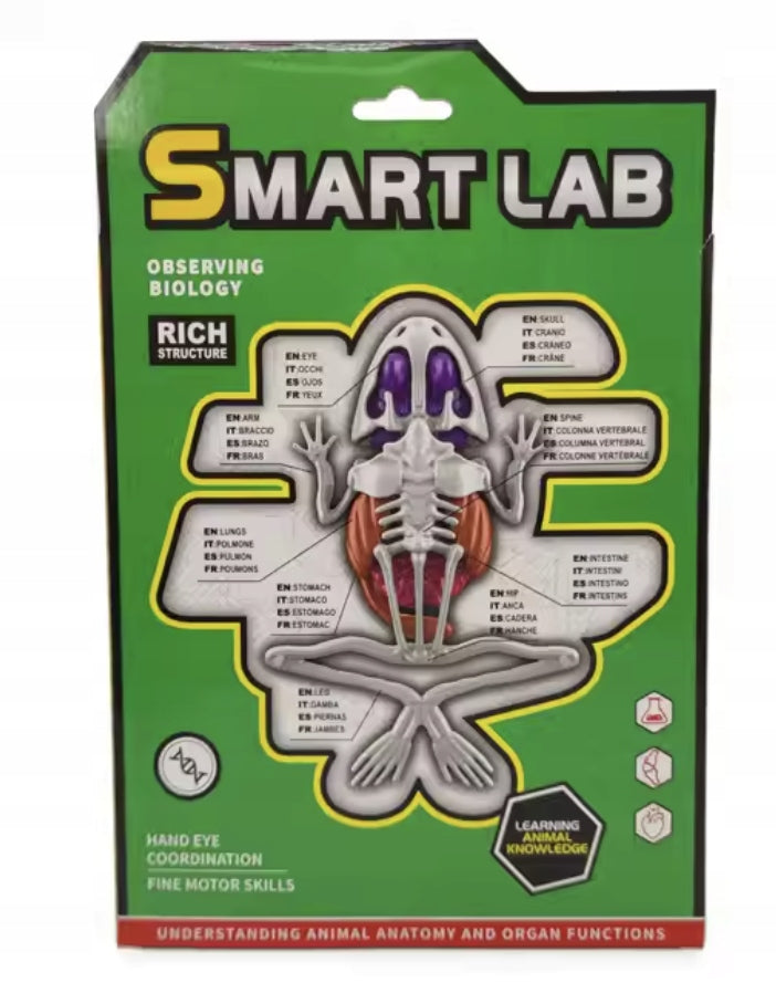 Anatomical model fold frog experimental set scientific science analysis Color multicolor