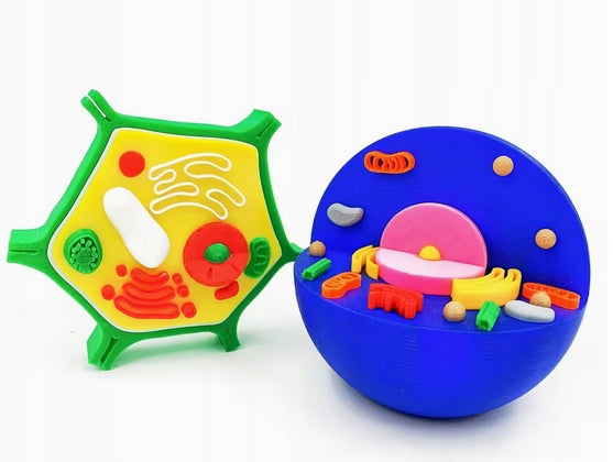 Animal and Plant Cell Models Gift for Biology Lover