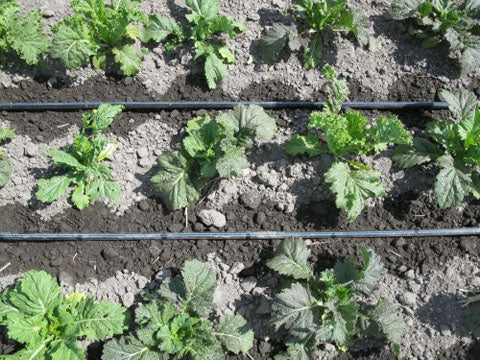 Aqua Line Dropping Line with Pressure Compensation Brand Rivulis