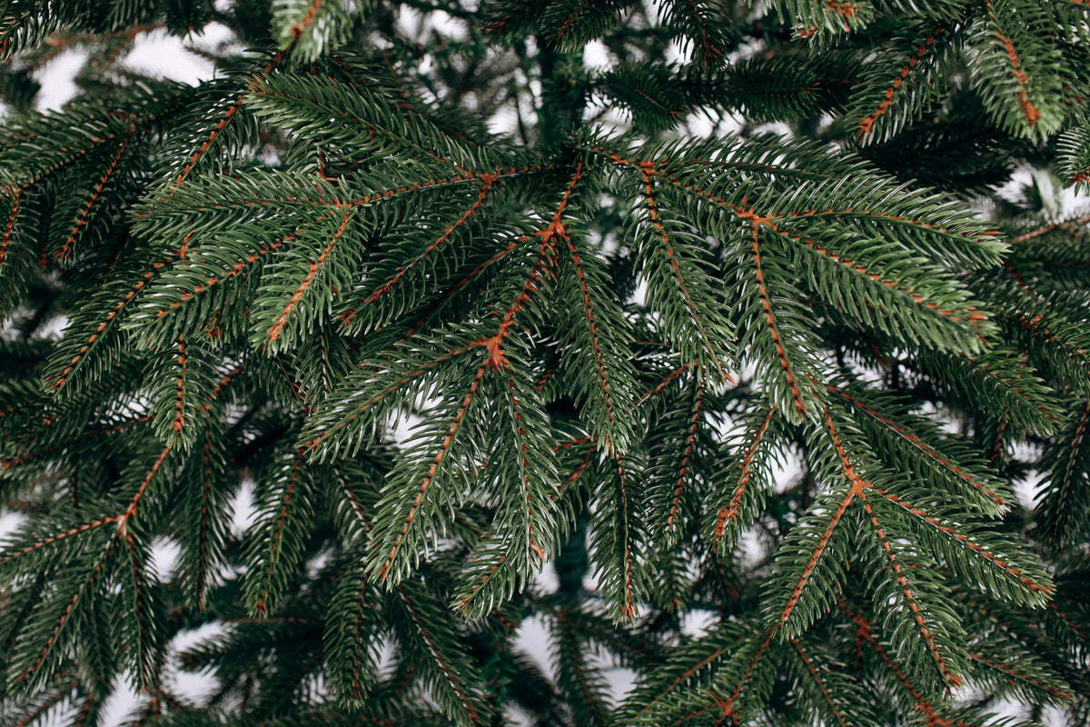 Artificial Christmas Tree Fir Belgian 100% PE 1.50 m Manufacturer code 2929000003188