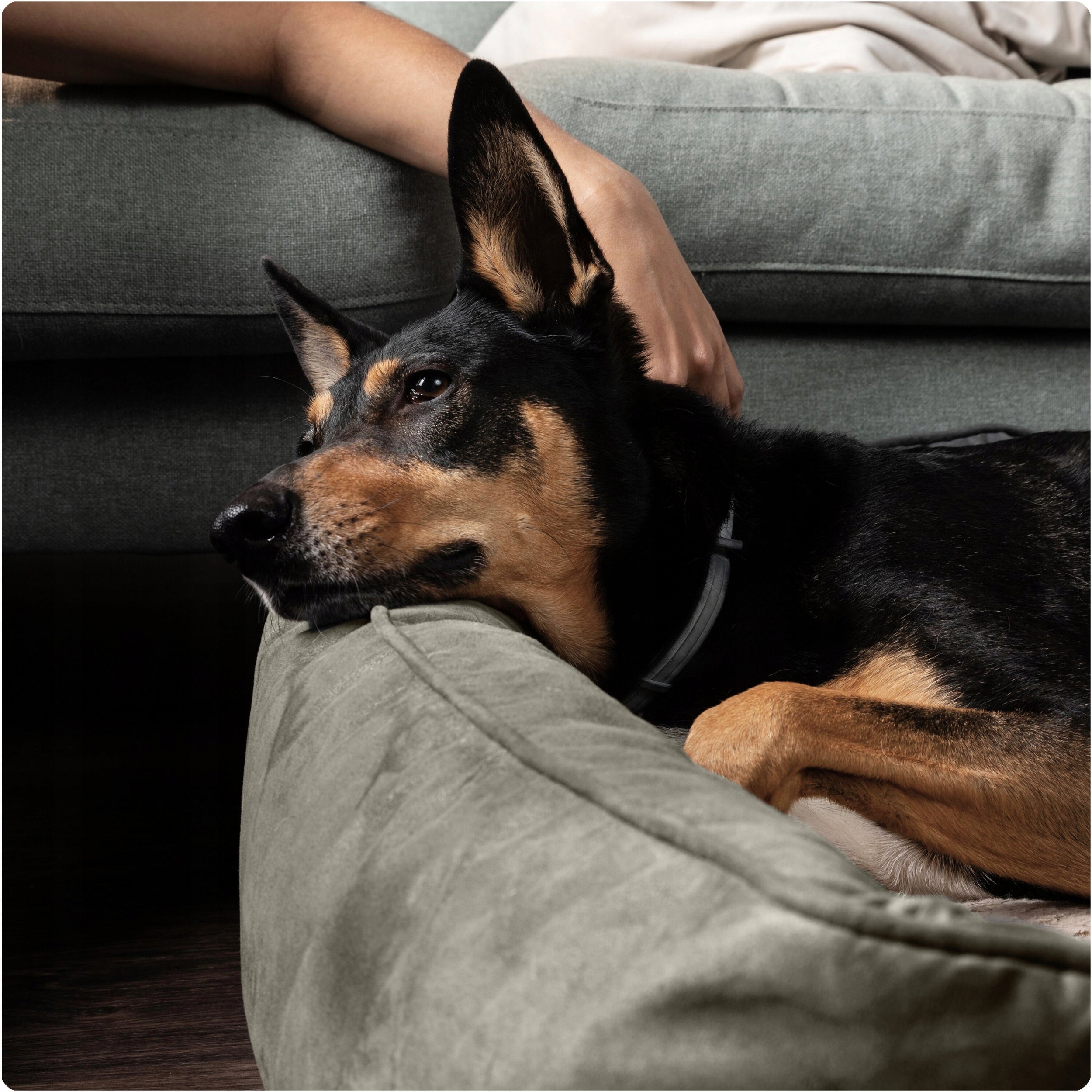 CAT DOG BED VELVET LUX COUCH PREMIUM 70x50 CM made in Poland Manufacturer code LEGOWISKO KANAPA 70x50 VELVET