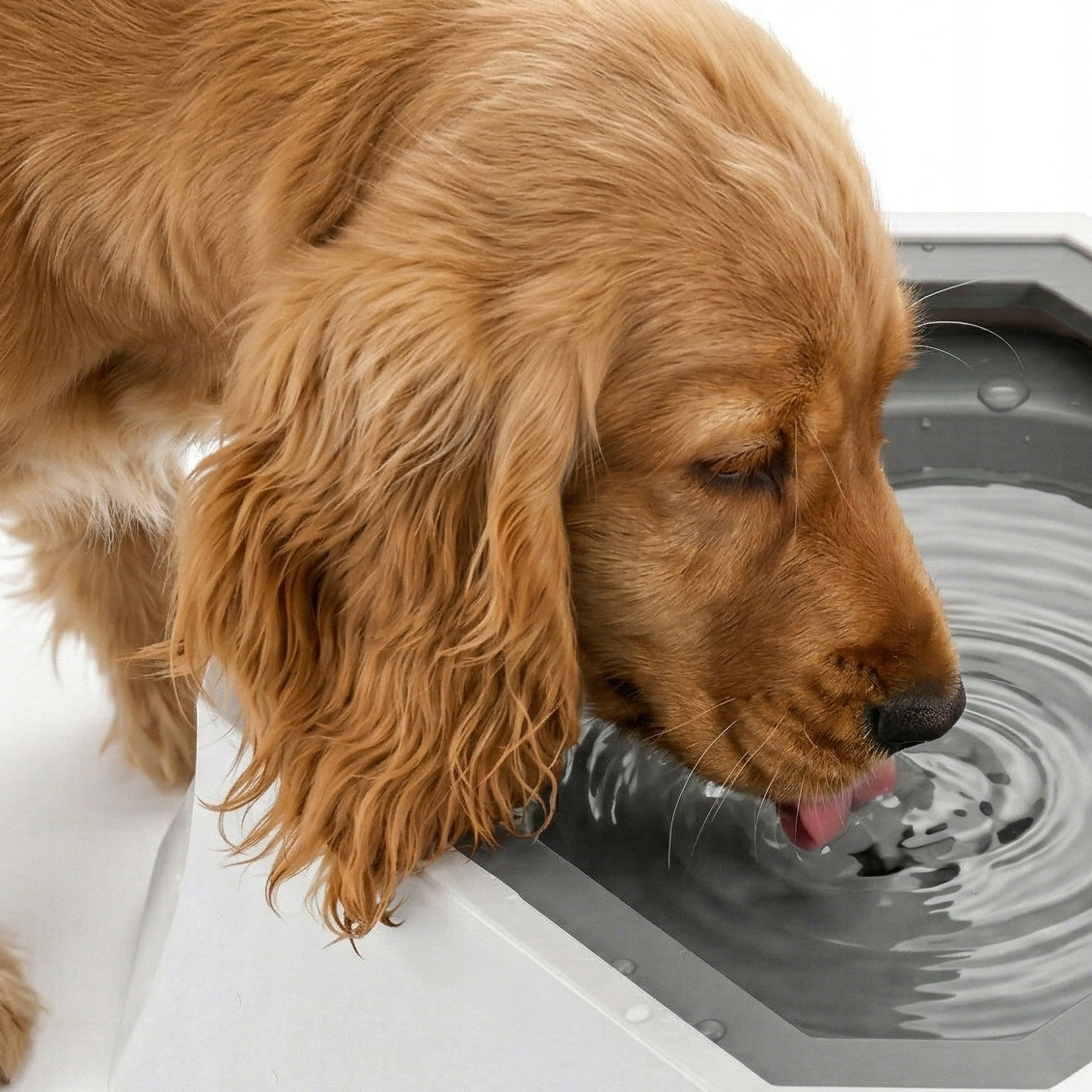 CAT DOG WATER BOWL SLOWING DRINKING DRINKER NON-SPILL FLOATING Manufacturer code MZ-04 MISKA NA WODĘ SPOWALNIAJĄCA PICIE