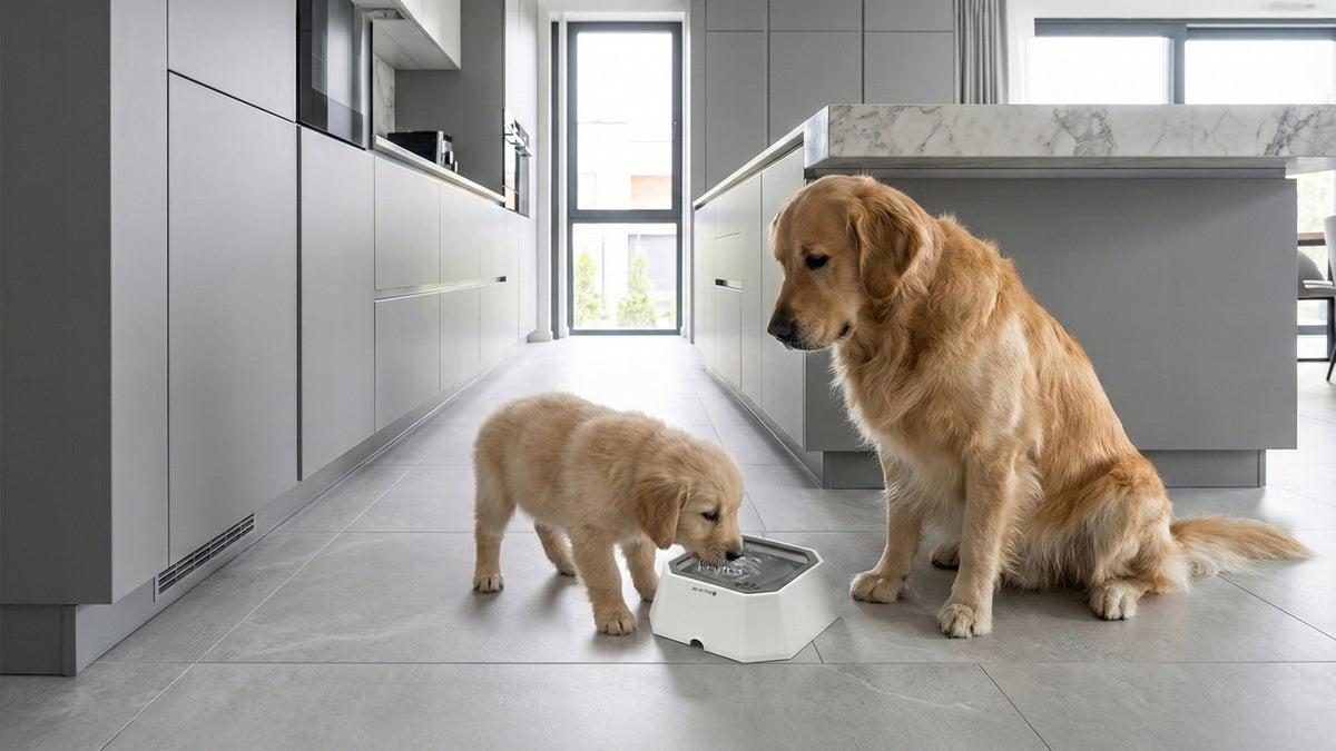 CAT DOG WATER BOWL SLOWING DRINKING DRINKER NON-SPILL FLOATING Packaging status original