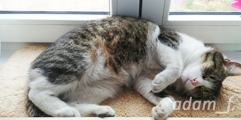 CAT MAT Bed for WINDOW SILL, Plush WHITE Manufacturer code 48215