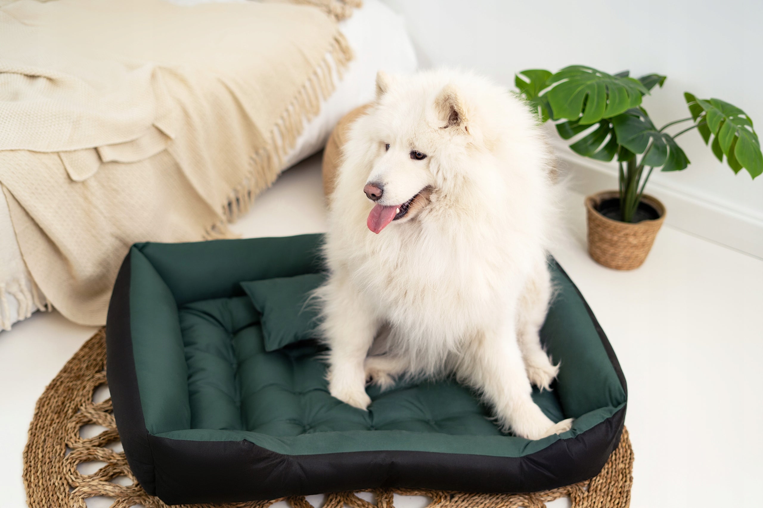 Cat Dog Bed Couch Playpen Waterproof Green 75x65 cm Manufacturer code ECCO75/65ZIE
