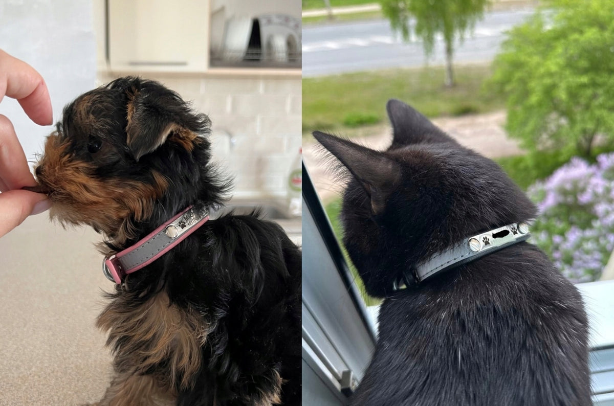 Cat Dog Collar Personalized Name + Phone Number XS Red EAN (GTIN) 6911320176655