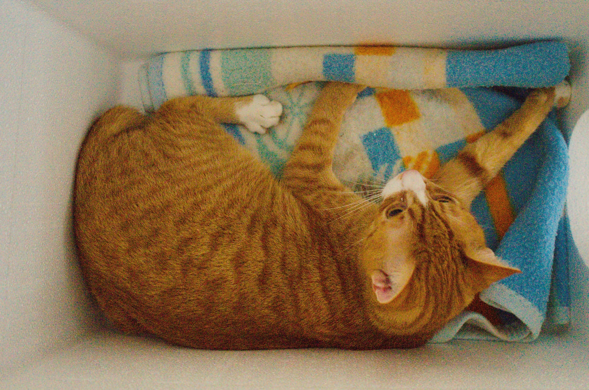 Cat house Brand no brand