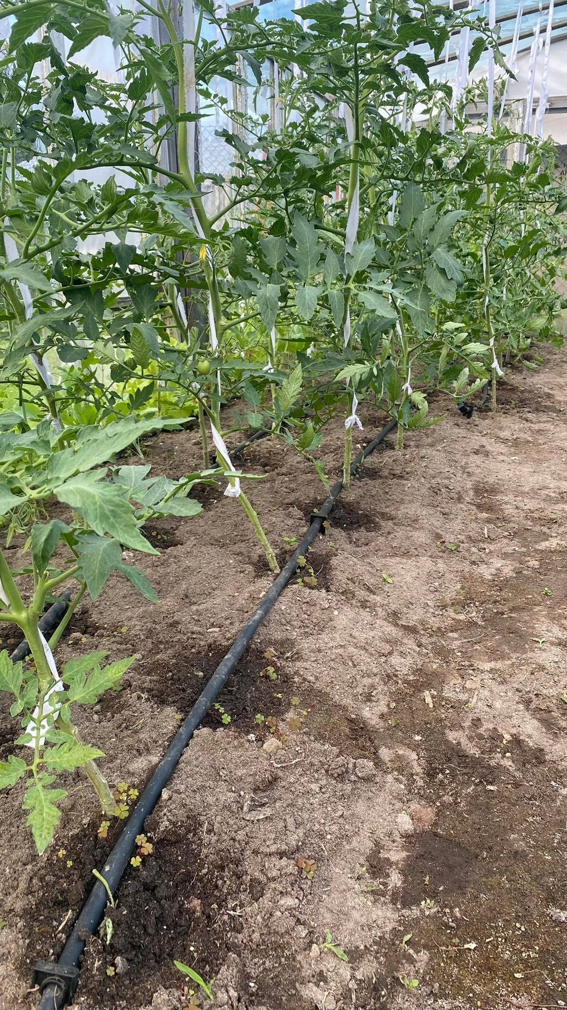 DRIP LINE DRIP IRRIGATION 50m + 76 elements Sweating hose Brand Stylizer