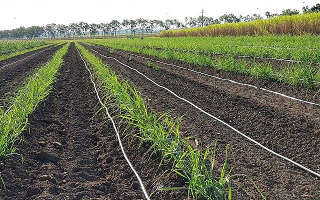 DRIP LINE IRRIGATION DRIP HOSE DRIP 25m+38EL SOLID Manufacturer code kroplekowy OGROD ZESTAW System Nawadniania