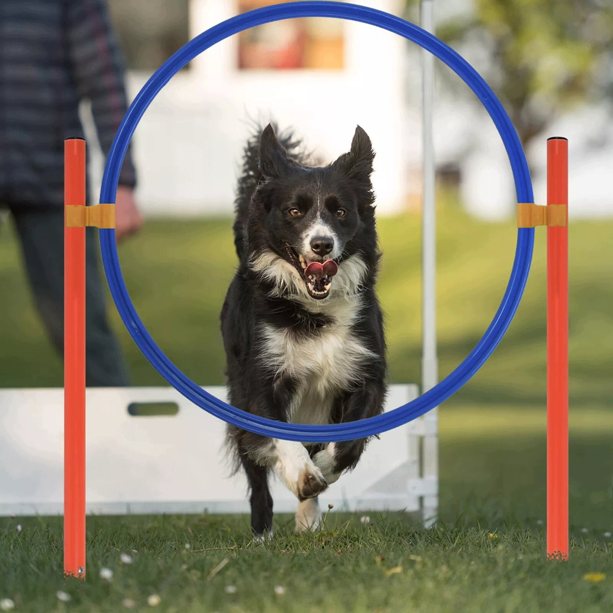 Dog Training Fence Set Obstacle Course Training Brand no brand
