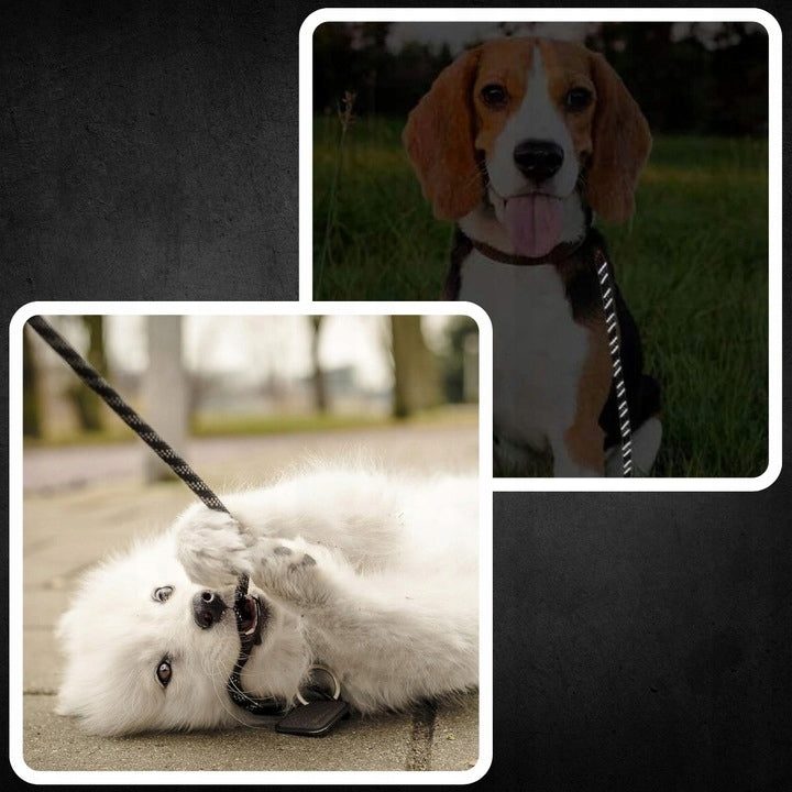 Dog Training Rope Lanyard Long 10m REFLECTIVE DURABLE STRONG EAN (GTIN) 5902186610187