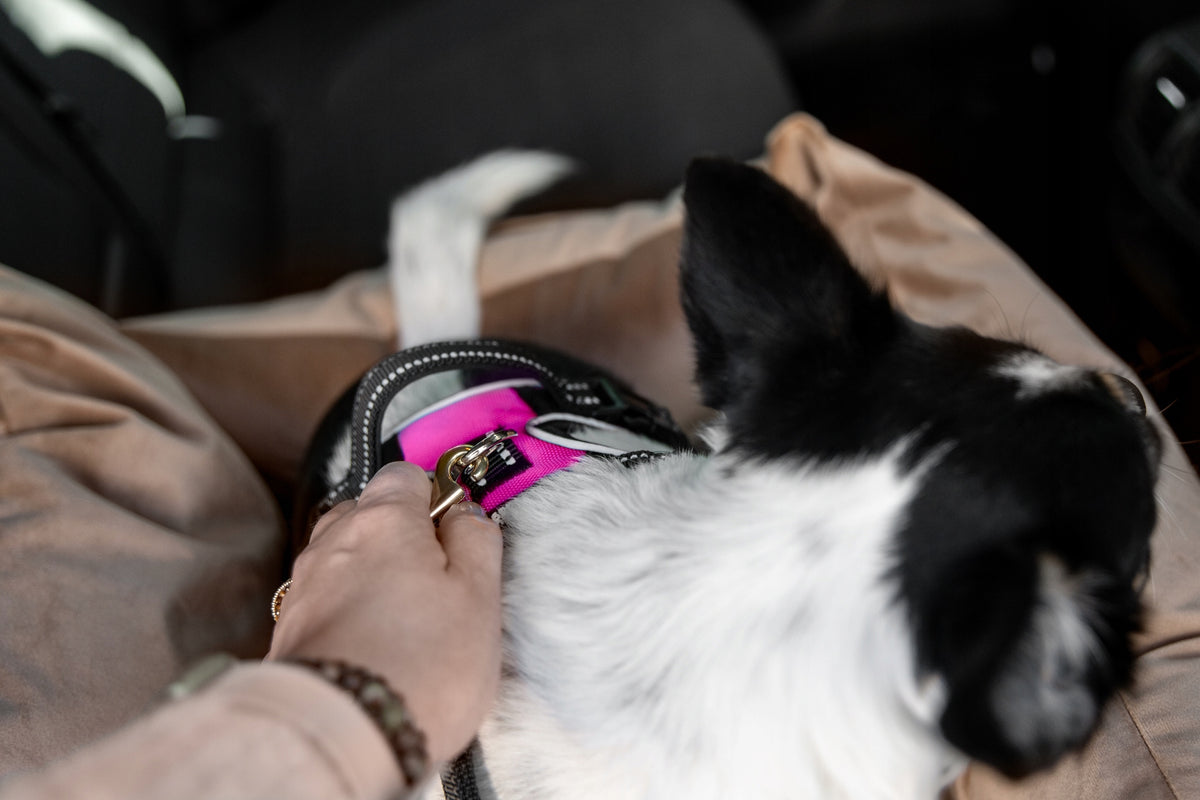 Dog car seat for car large black Labrador HUGGY DOGGY XXL Manufacturer code Transporter dla psa do auta duży SNUG