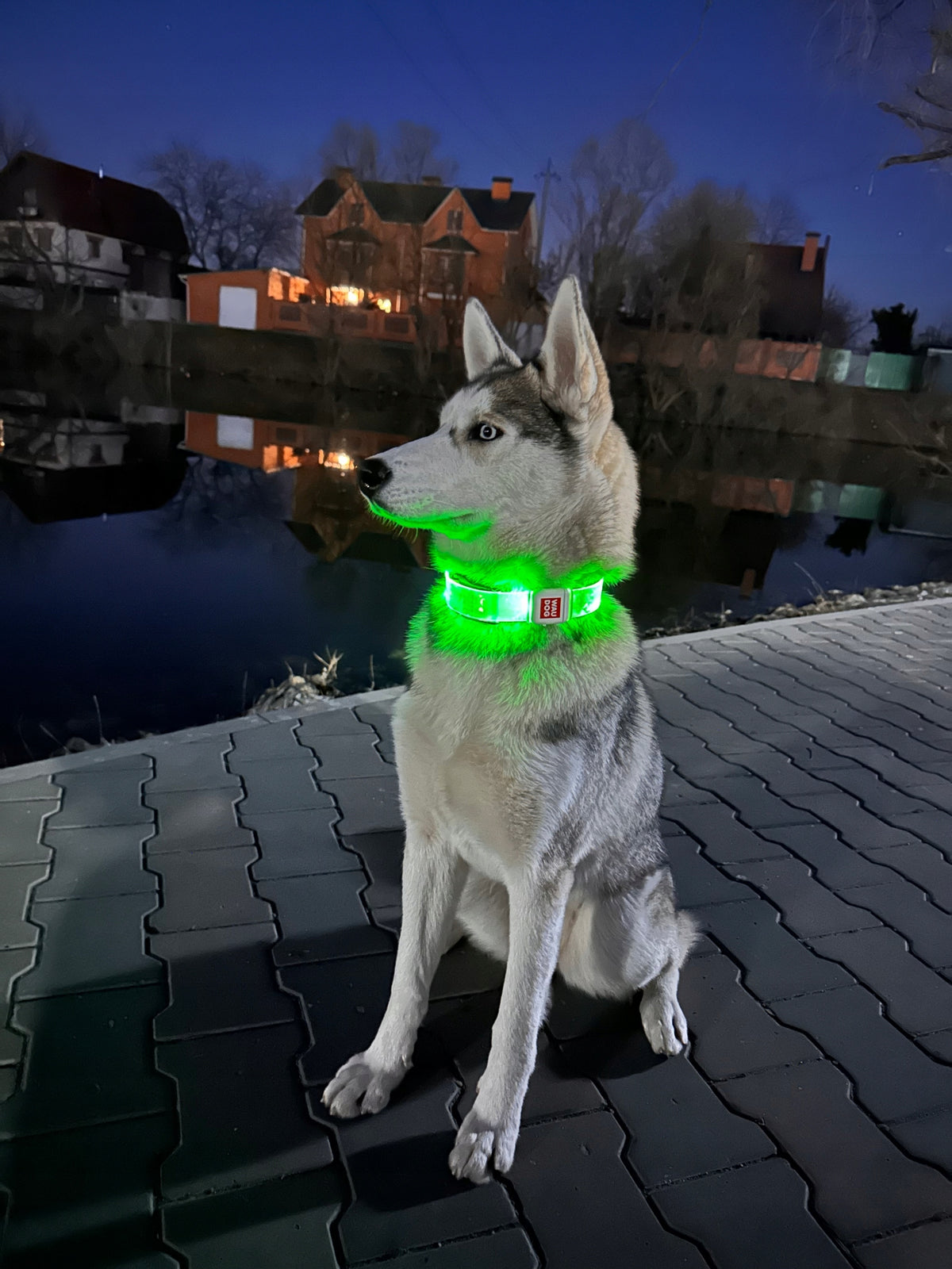 Dog collar with backlight WAUDOG LED, safe, glowing, length 35 cm Packaging status original