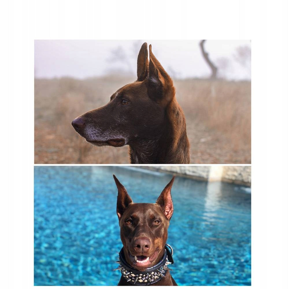 EAR MOLDING INSERTS FOR DOG EAR DENTURES 10*5cm Manufacturer code MQOOA8891
