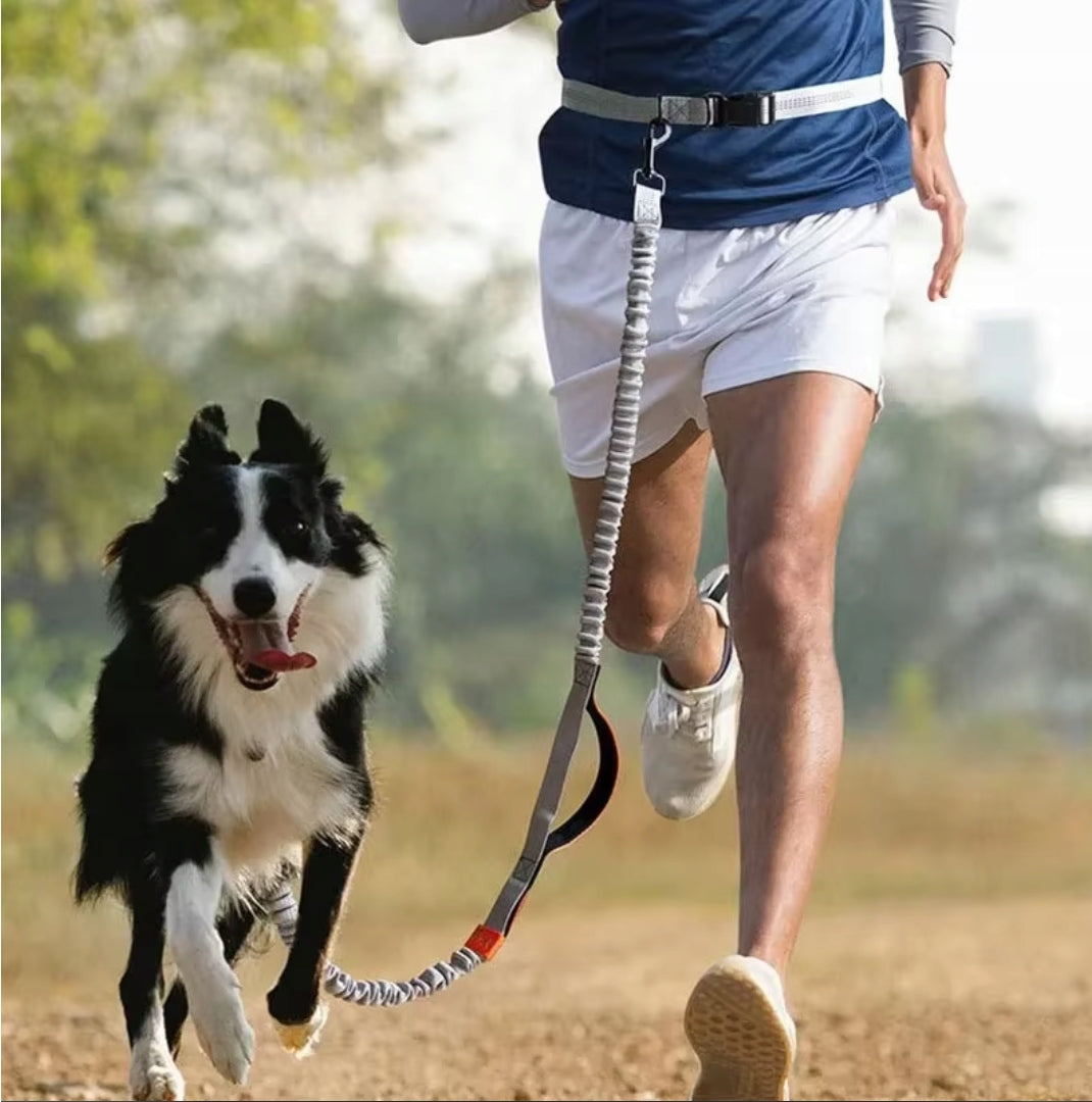 ELASTIC LEASH FOR RUNNING WITH SHOCK ABSORBER REFLECTIVE HIP BELT STRONG Manufacturer code SDB1CZ