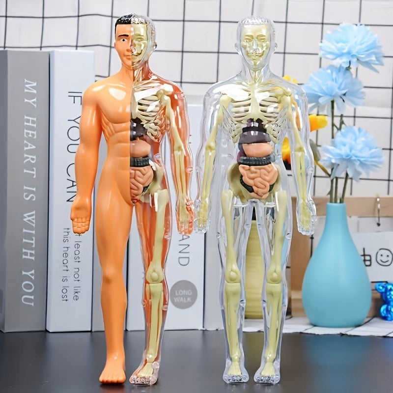 Educational Anatomical Model of the Human Body 3D Skeleton Internal Organs Brand Bedee