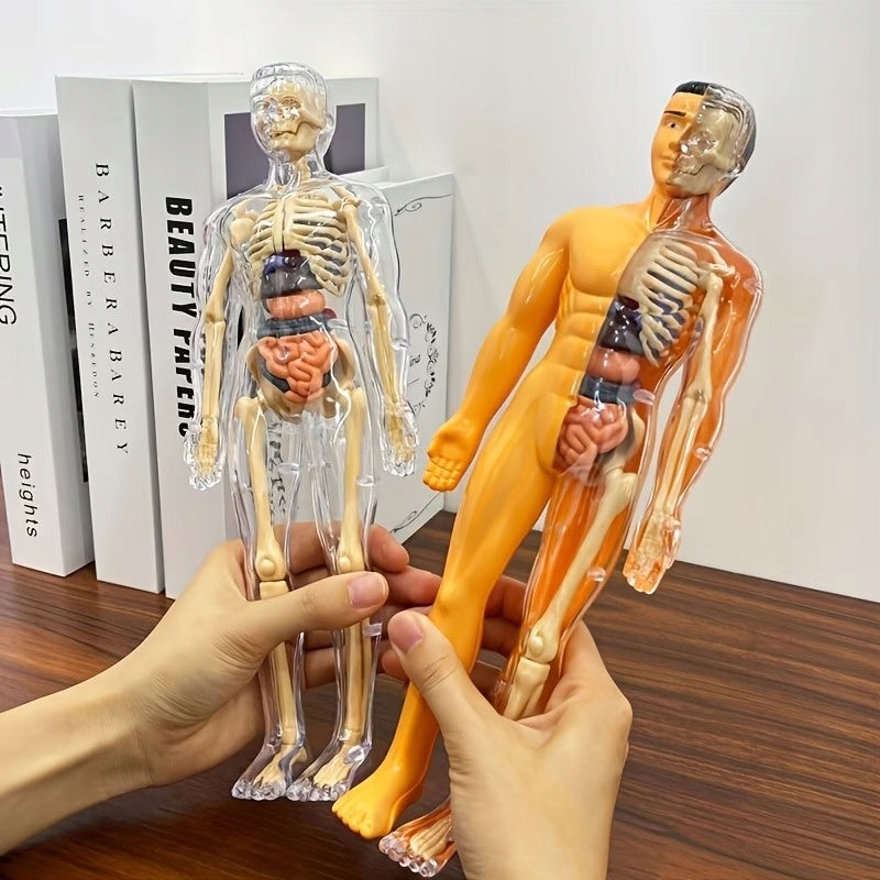 Educational Anatomical Model of the Human Body 3D Skeleton Internal Organs Kind biology kits