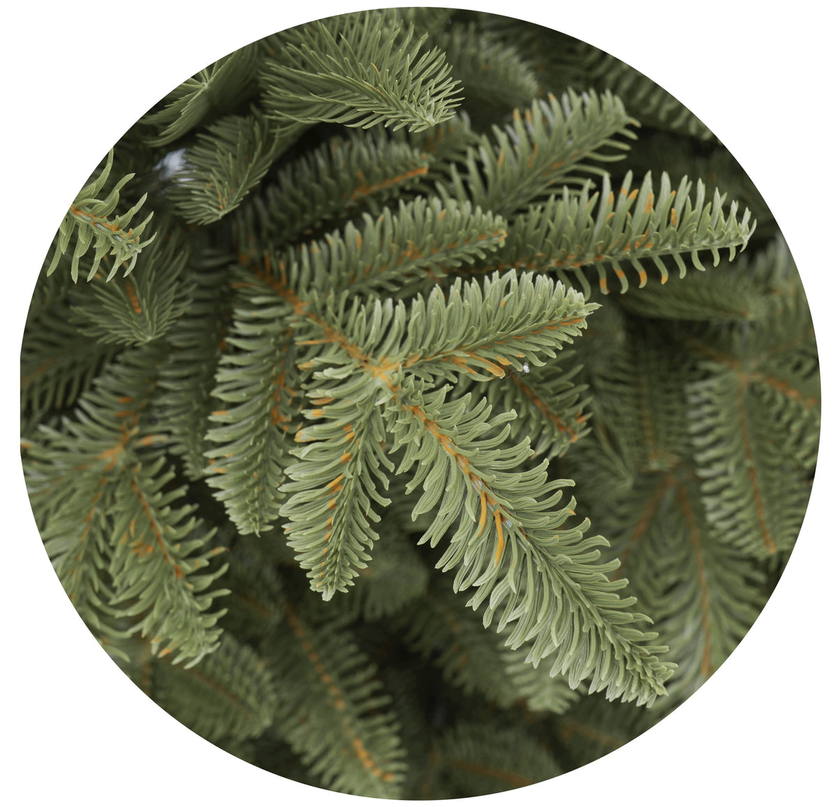 Fir Christmas tree Nordmann Slim 100% pe 220 cm Brand no brand