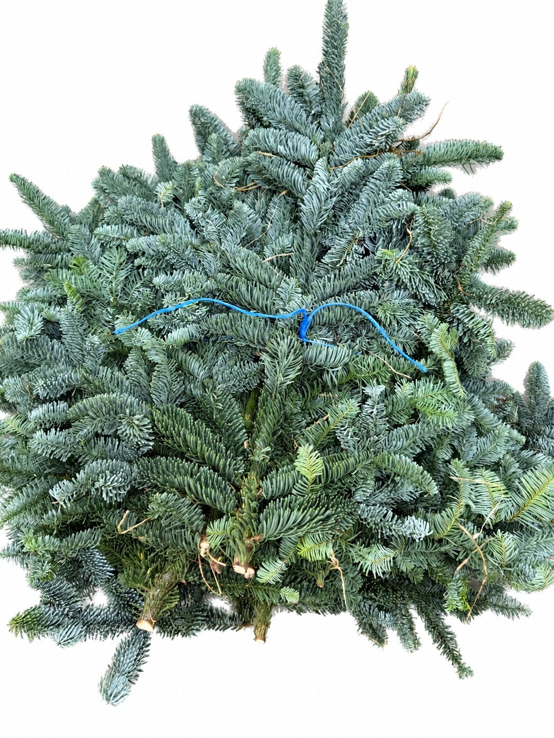 Fir Nobilis branches LIVE pack of 5 kg for reeds REEDS Christmas
