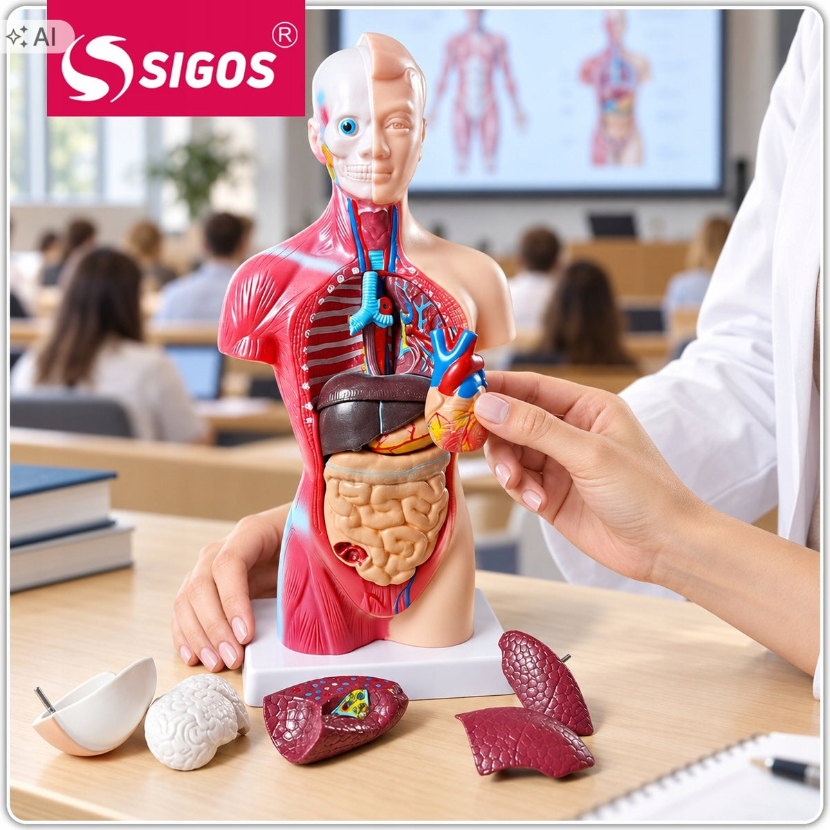HUMAN ANATOMICAL MODEL 28 CM REALISTIC 15 REMOVABLE PARTS Packaging status original