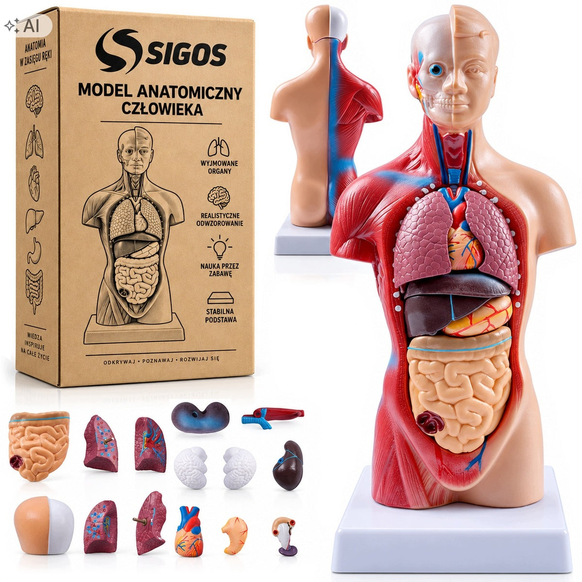 HUMAN ANATOMICAL MODEL 28 CM REALISTIC 15 REMOVABLE PARTS