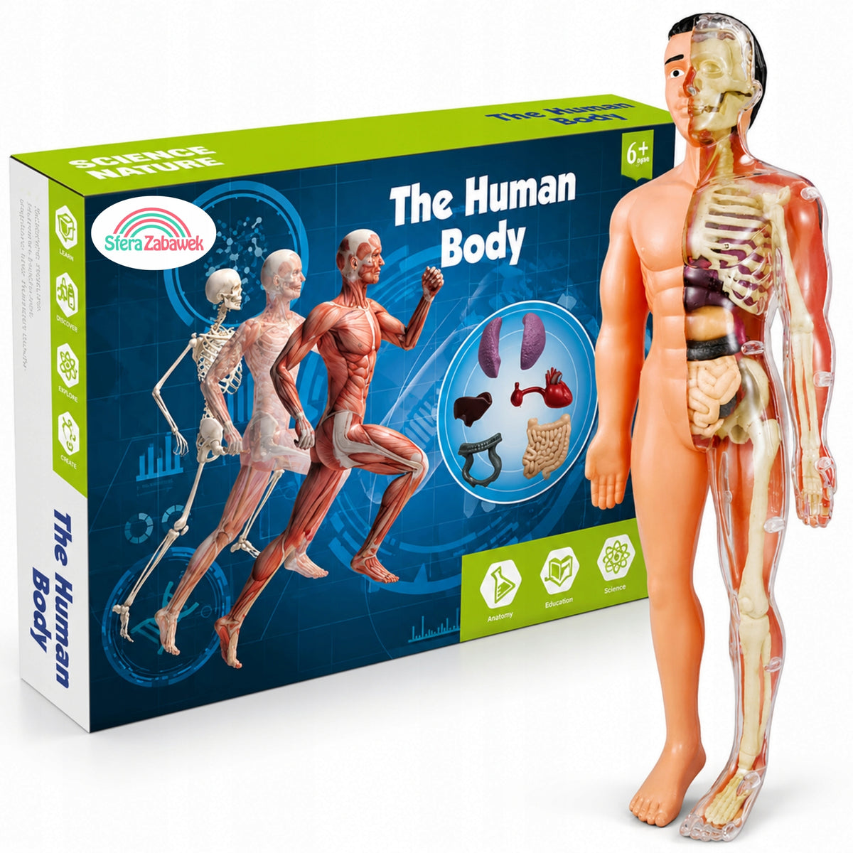 HUMAN BODY Educational Model Anatomical Skeleton for Children Discover the People