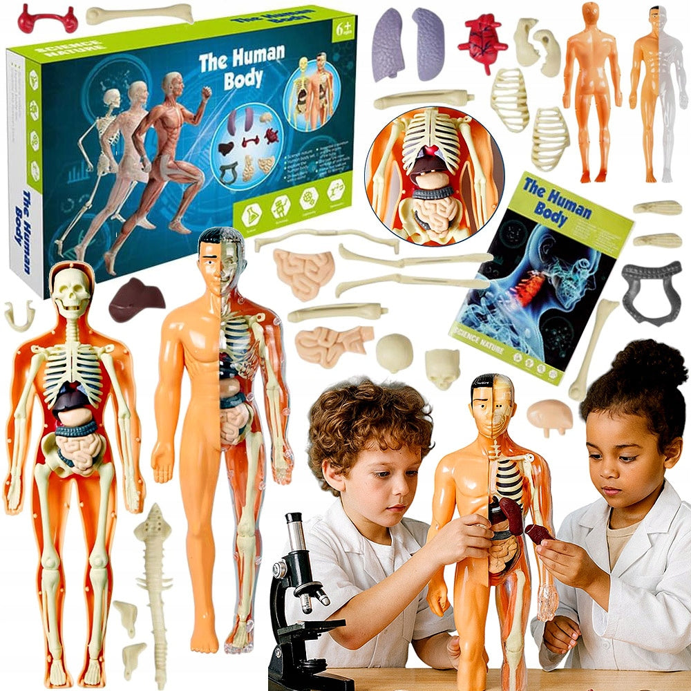HUMAN BODY FOLDING MODEL 3D TORSO SKELETON SET FOR CHILDREN'S SCHOOL