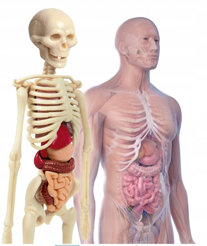 HUMAN BODY MINI CLEMENTONI 50515 Color multicolor