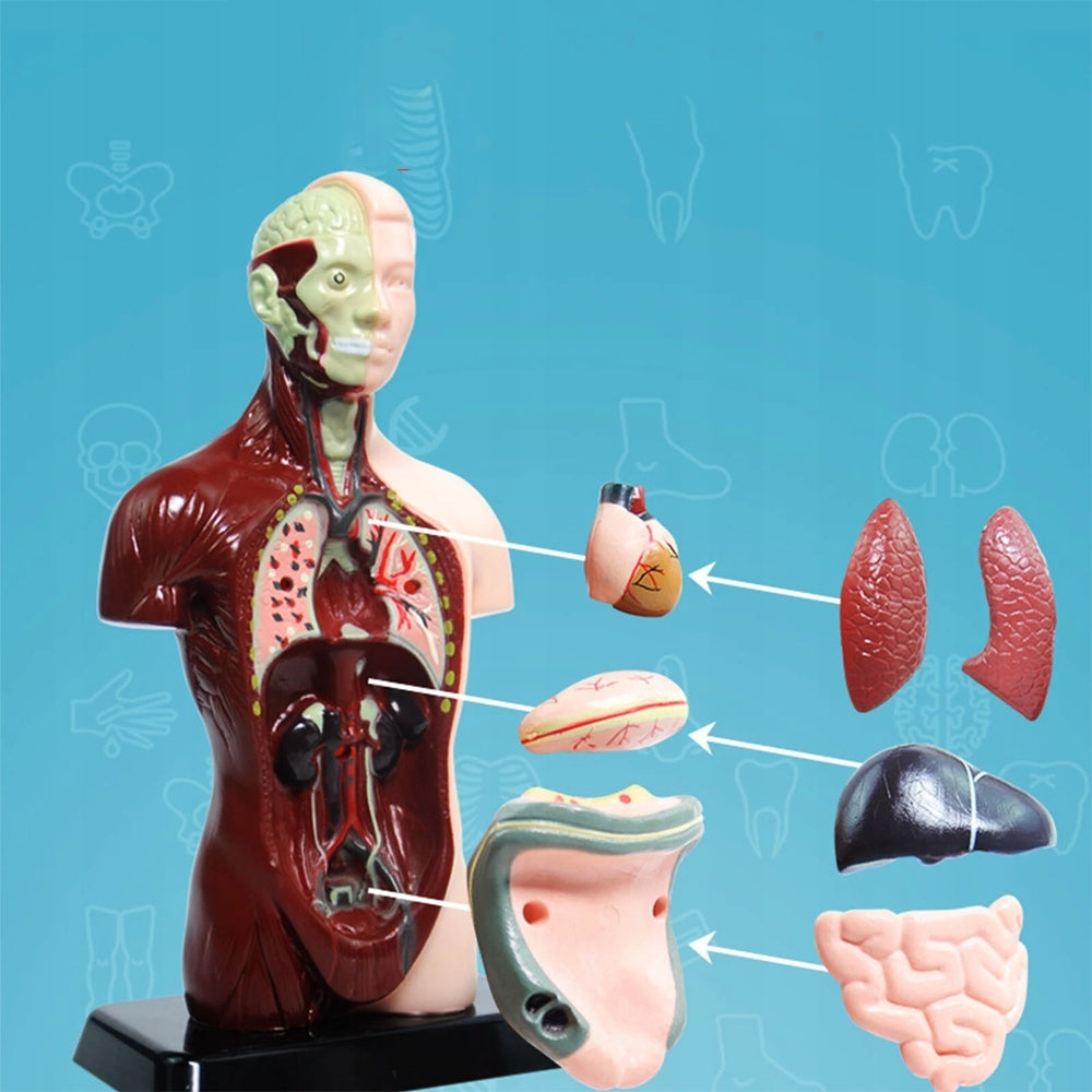 HUMAN EDUCATIONAL ANATOMICAL MODEL – INTERNAL ORGANS DISMANTLED Packaging status original