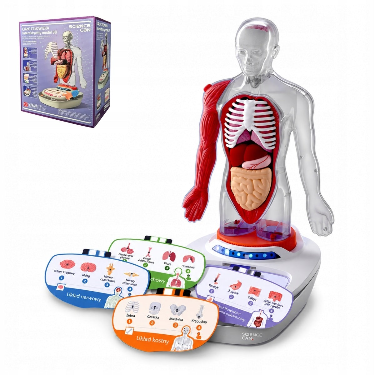 Human Body. Interactive 3D Model 6+, Science Can