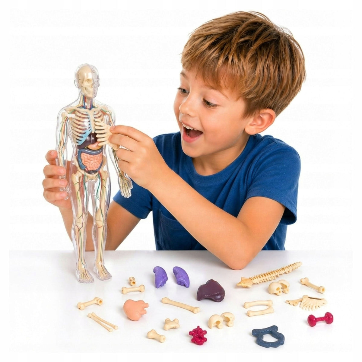 Human body educational skeleton anatomical model for folding 3 4 5