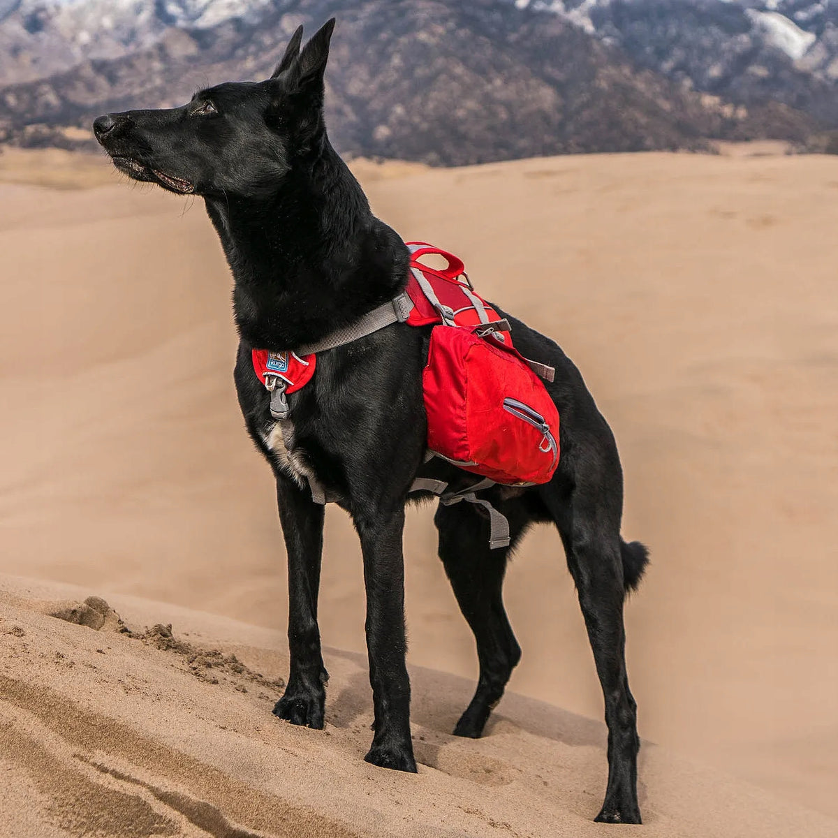 Kurgo Baxter Backpack 3,75L Red panniers for medium and large dogs, red Brand Kurgo