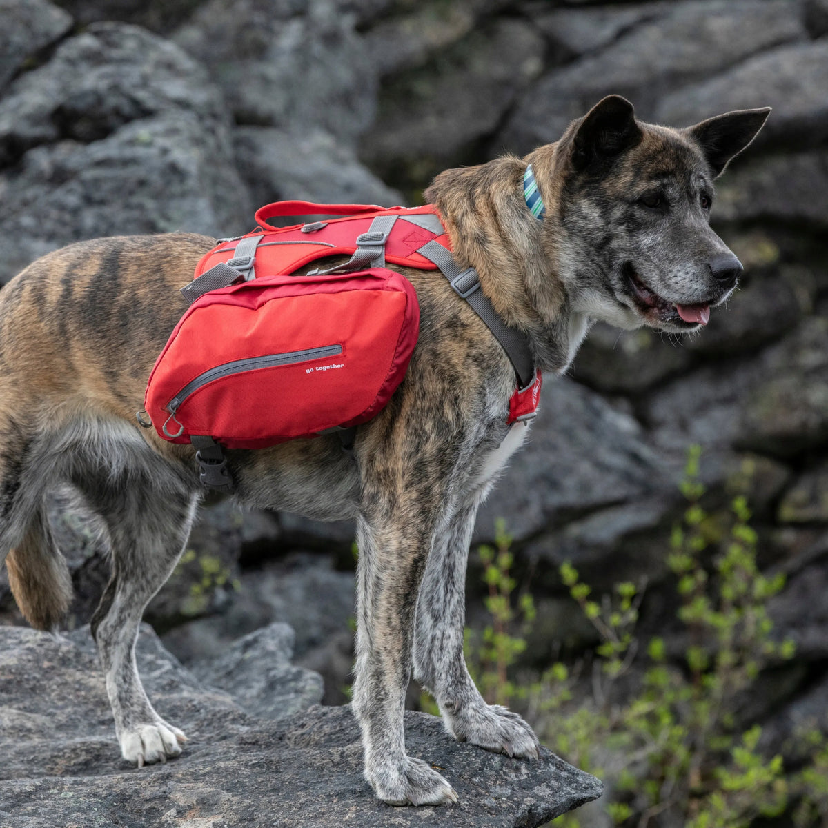 Kurgo Baxter Backpack 3,75L Red panniers for medium and large dogs, red Packaging status original