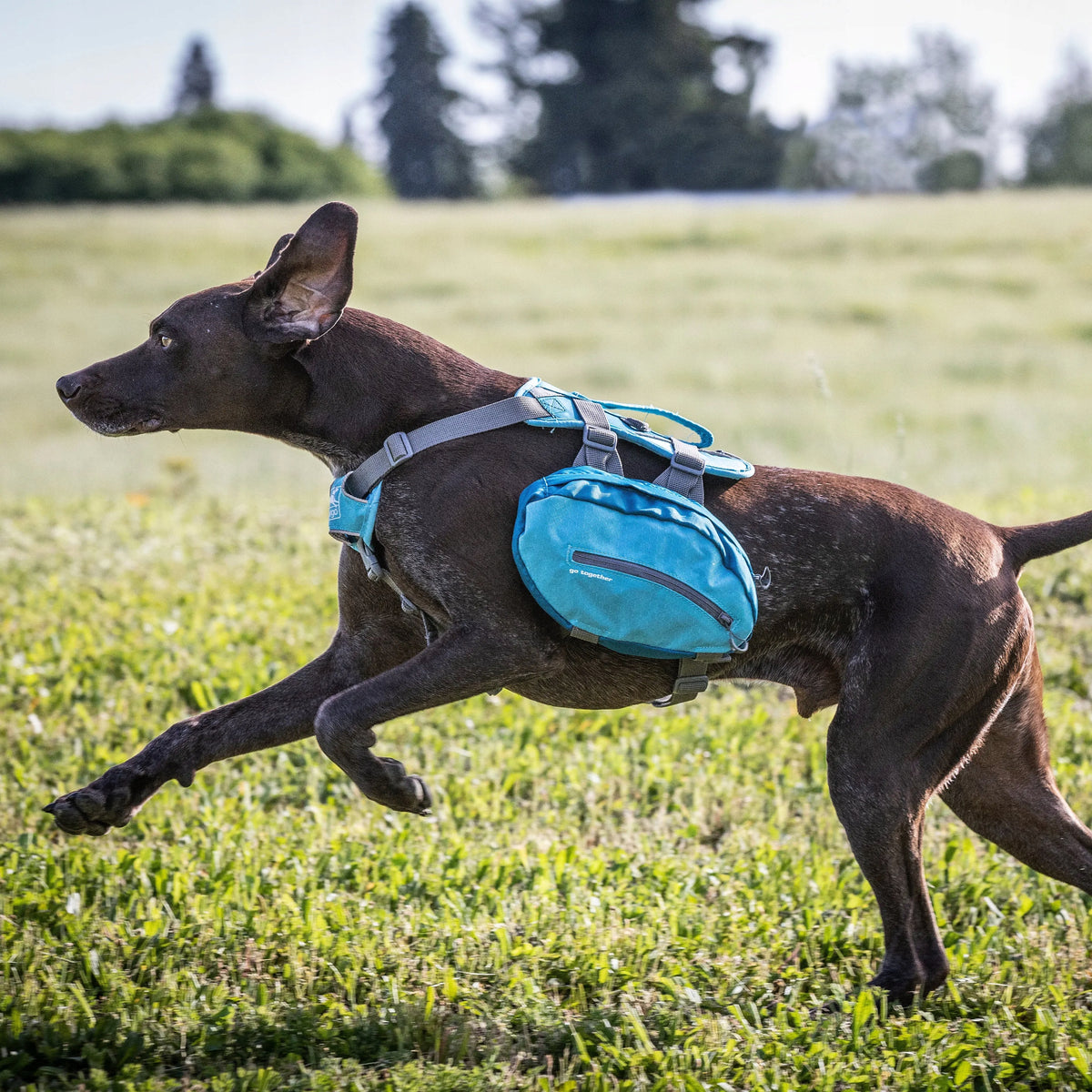Kurgo Baxter Backpack 3,75L panniers for medium and large dogs, blue Packaging status original