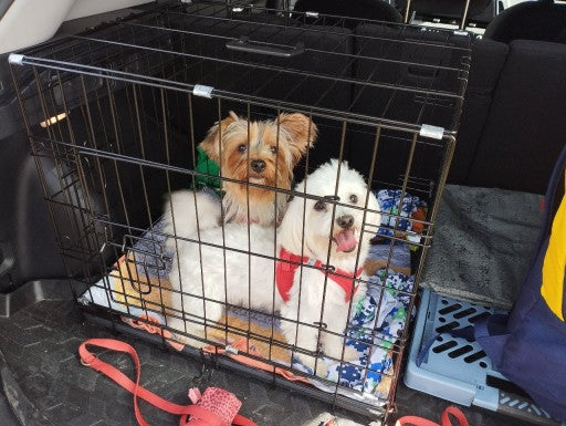 LARGE KENEL CAGE METAL DOG PLAYPEN TRANSPORTER 60x45cm BREED small M Brand no brand