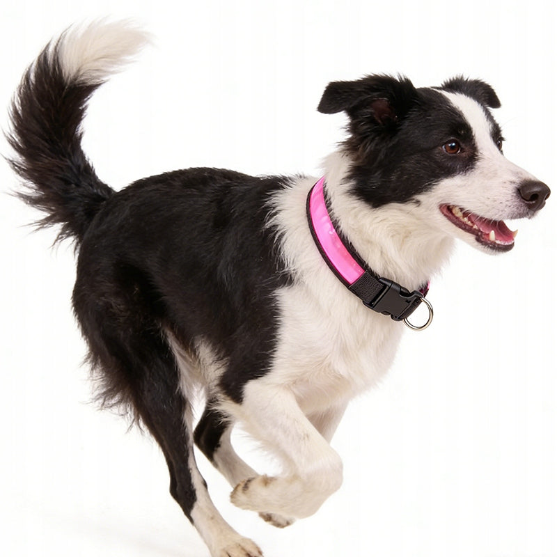 LED dog walking collar glow-in-the-dark rechargeable usb L 44-54cm Manufacturer code Purrtiny7641