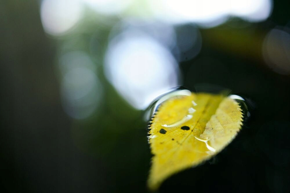 LENS TAMRON 35MM F/2.8 DI III OSD M1:2 FOR SONY E Mounting Sony E