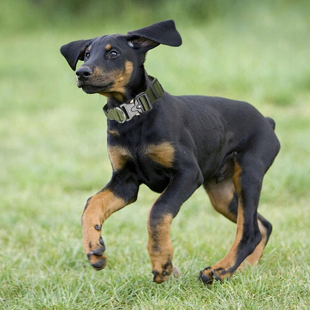 MEGA STRONG TACTICAL COLLAR FOR BIG DOG WITH METAL BUCKLE XL 46-62cm Manufacturer code Taktyczna zielona XL