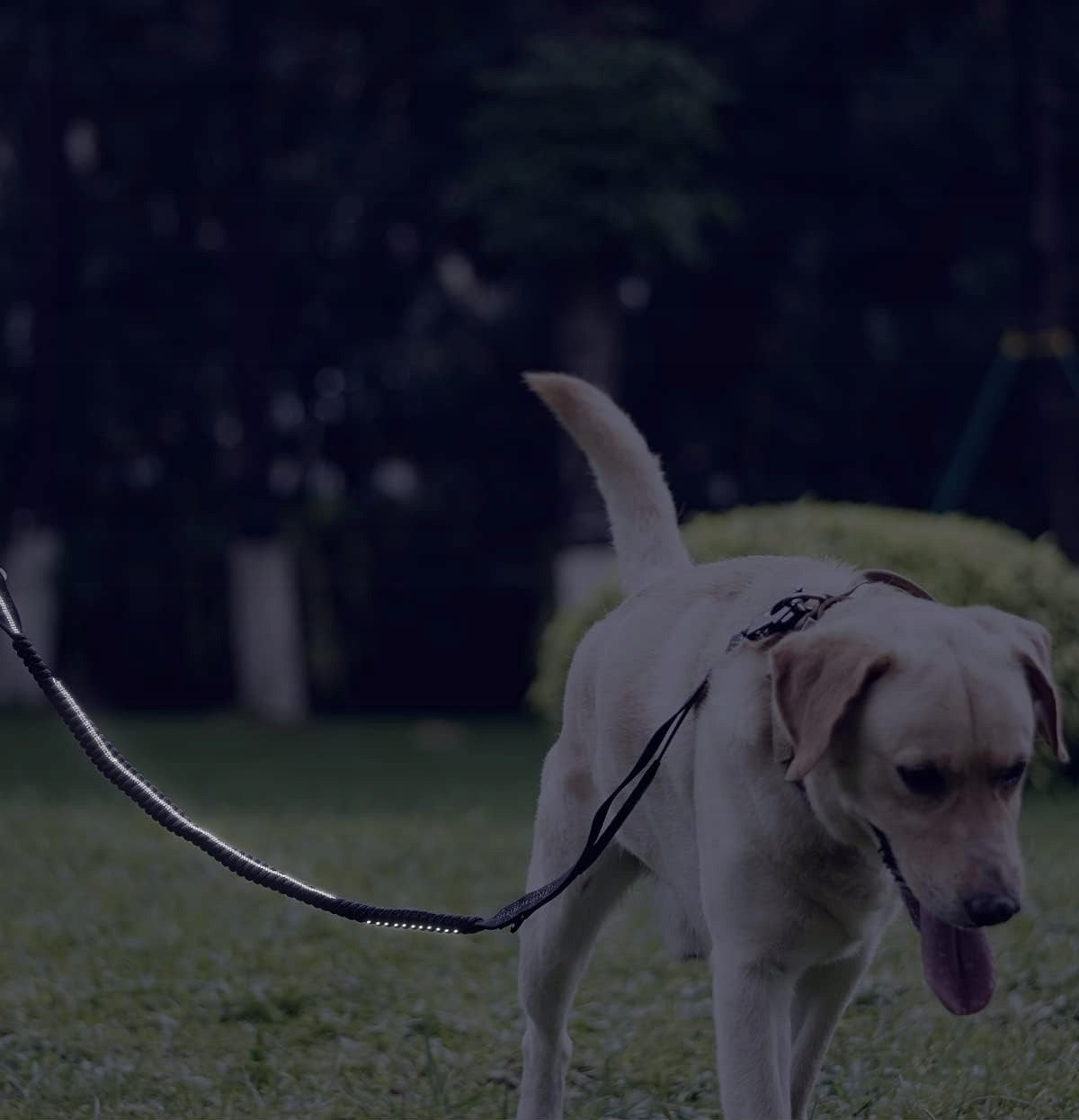 MULTIFUNCTION DOG LEASH WITH SHOCK ABSORBER AND FROG LOCK 1,75M Manufacturer code Smycz amortyzowana czarna