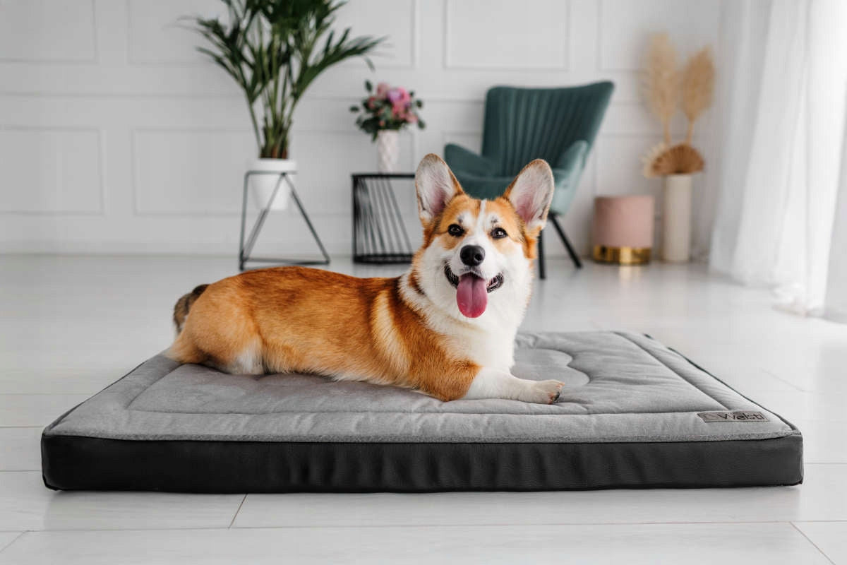 Orthopedic bed for dog mattress 100x70 EAN (GTIN) 5904422503031