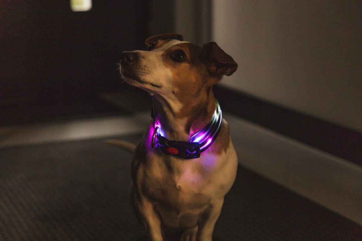 PetiGio LED Dog Collar USB-C Glowing Flashing Size M 41-50 cm Manufacturer code PETI-910M